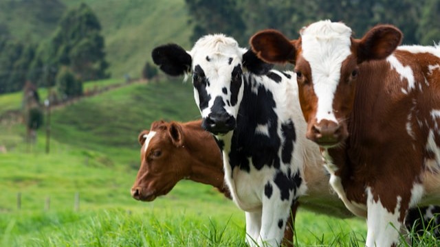 Cow Detection