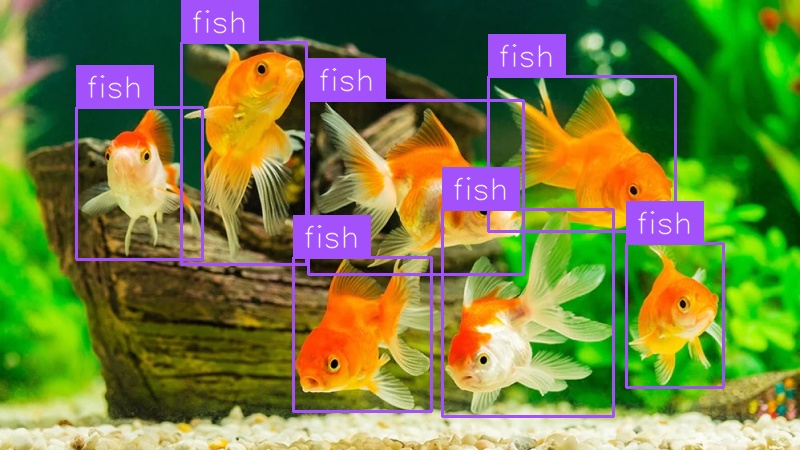 Fish detection (after)