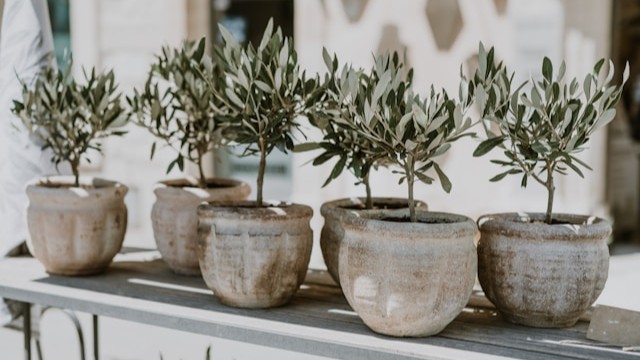 Potted Plant Detection