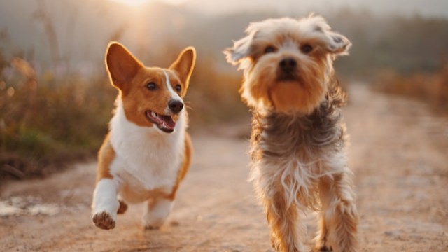 Dog Detection