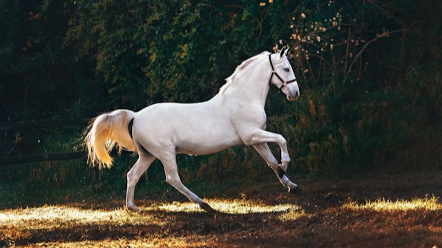 Horse Detection