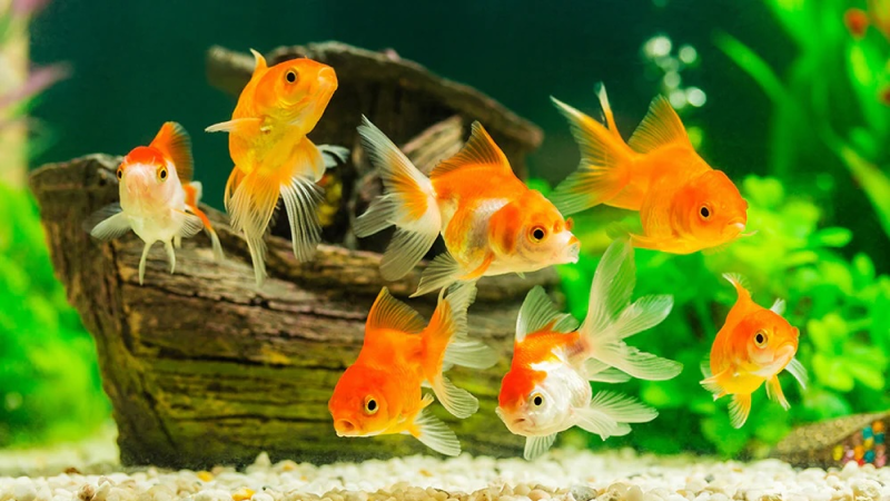 Fish detection
