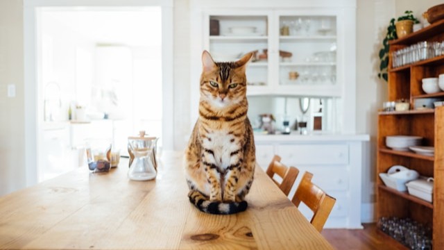 Cat Detection