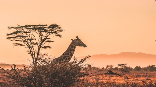 Giraffe Detection