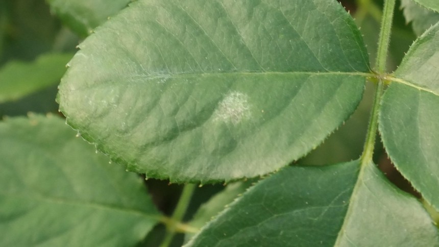 Leaf Disease Detection