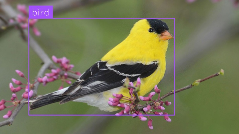 Common animals detection (after)