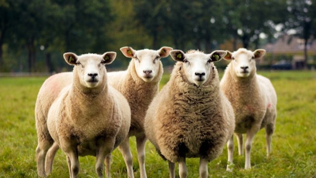 Sheep Detection