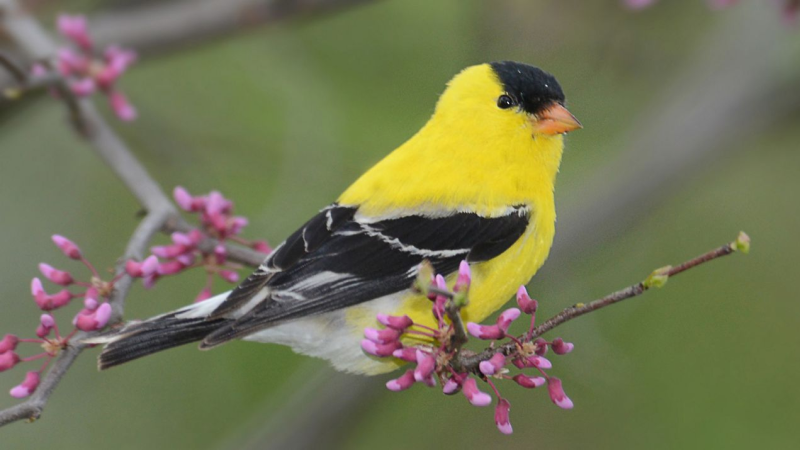 Common animals detection