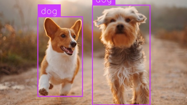 Dog Detection (after)