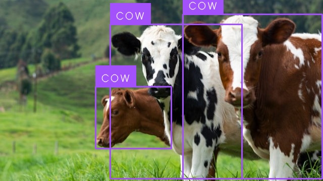 Cow Detection (after)