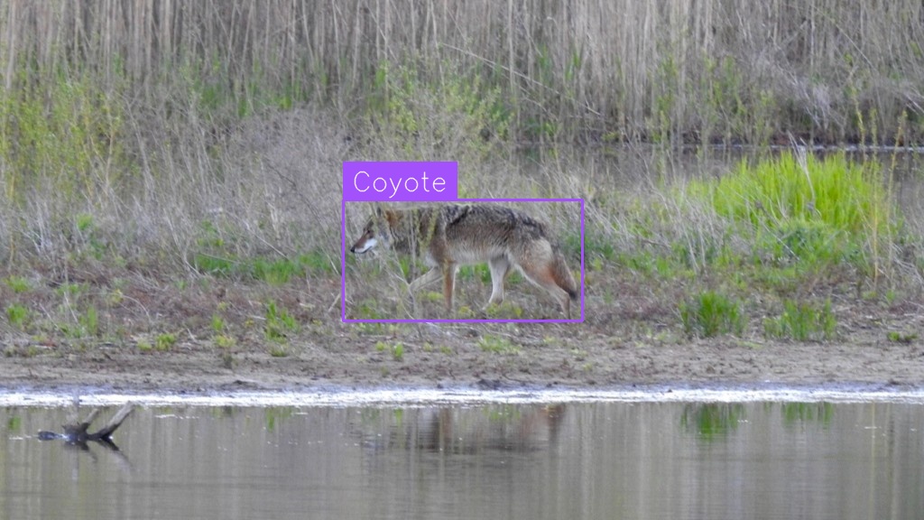 Deer And Coyote Detection (after)