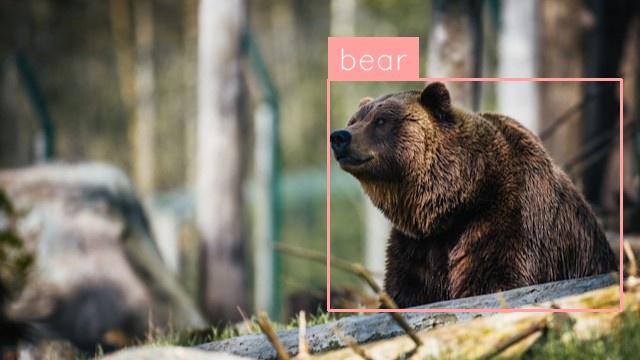 Bear Detection (after)