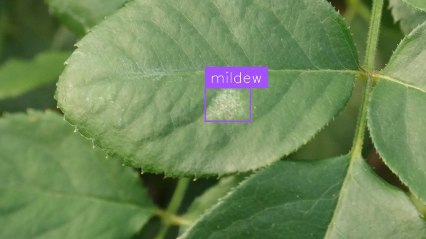 Leaf Disease Detection (after)