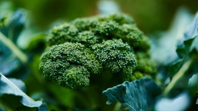 Broccoli Detection