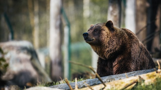 Bear Detection