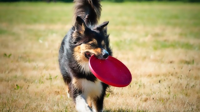 Frisbee Detection