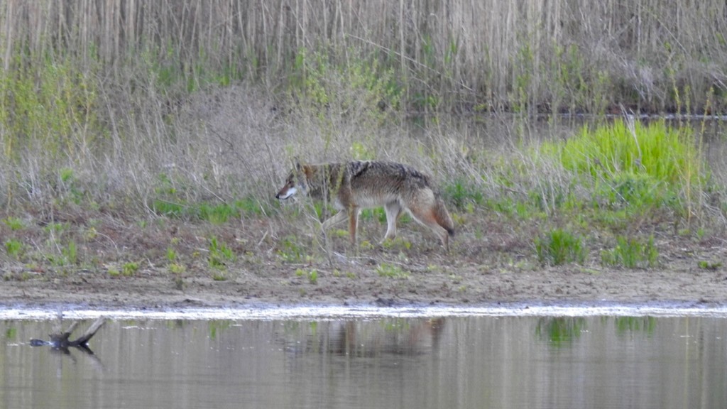 Deer And Coyote Detection