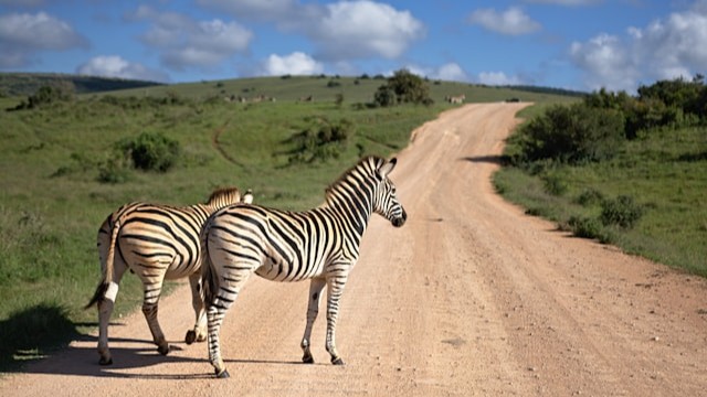 Zebra Detection