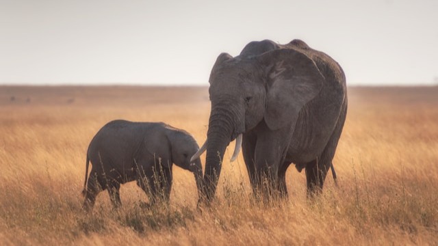 Elephant Detection